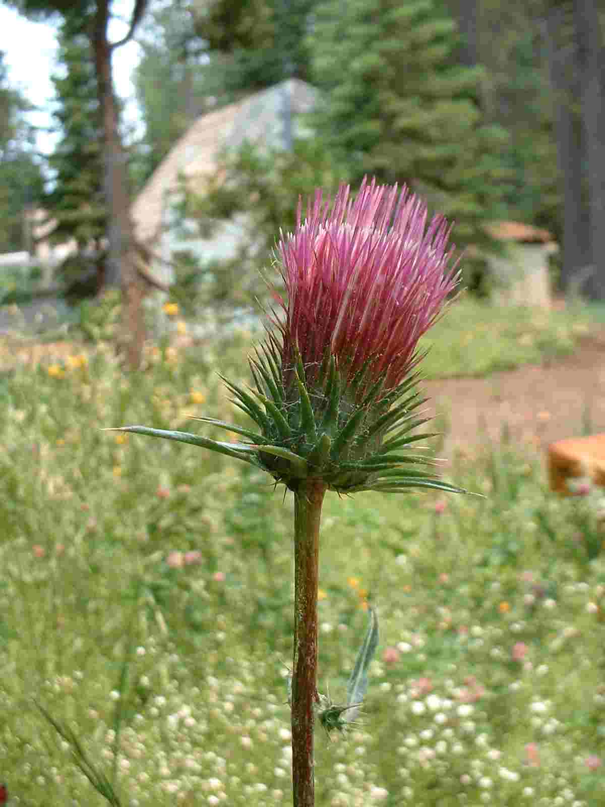 Thistle